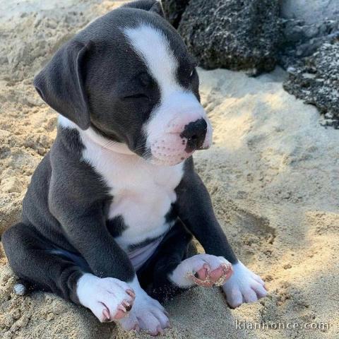 Chiots American Staffordshire Terrier de 3 mois à adopter