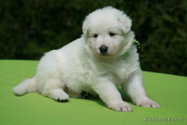 Magnifiques bergers blancs Suisse à donner gratuitement.