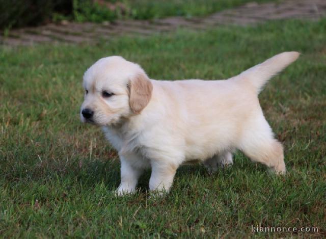   À donner Chiot femelle golden Retriever non lof