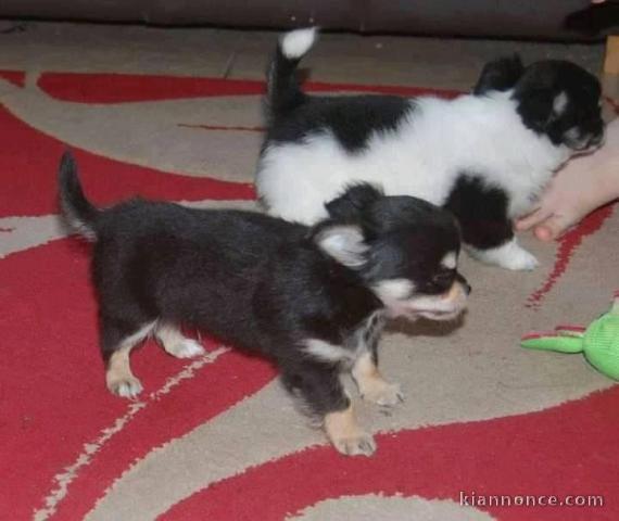 Disponible de suite Chiots Chihuahua
