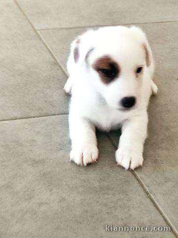 Chiots Jack Russell Terrier