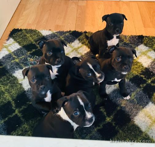 Chiots Staffordshire Bull Terrier