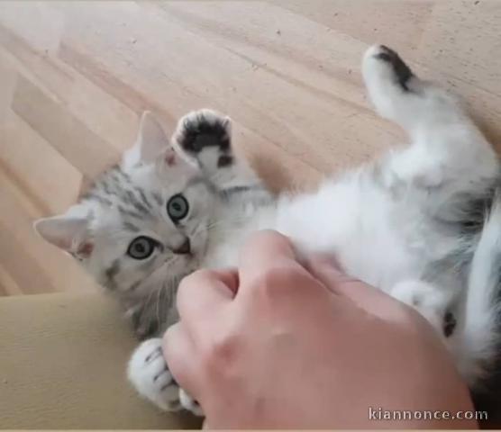 Deux chatons British shorthair