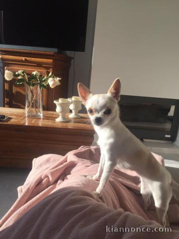 Chien (chiwawa) Disponible de suite