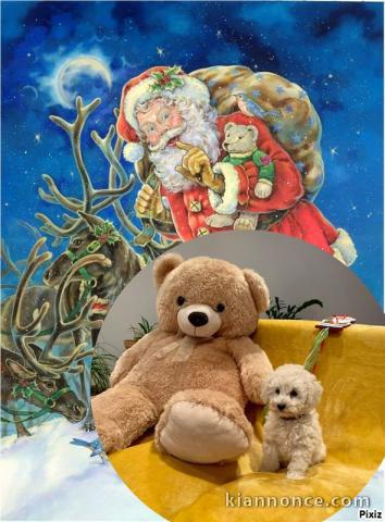 Adorables bb Caniche disponible pour  Noël !!!!