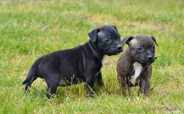 Adoption staffordshire bull terrier