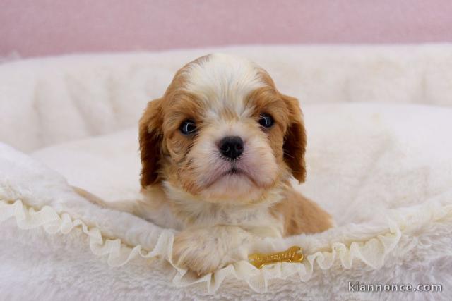 Donne Chiots Cavalier King Charles 