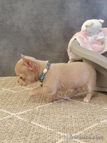 Magnifique Chiots Chihuahua de 03 Mois.