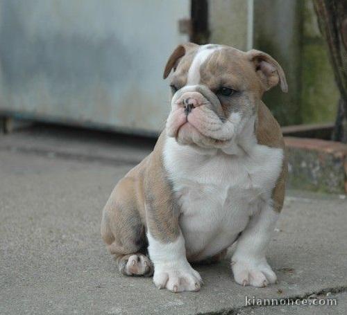 chiot bulldog anglais lof a donner pour noel