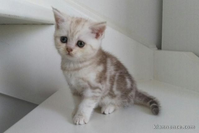 3 CHATONS BRITISH SHORTHAIR