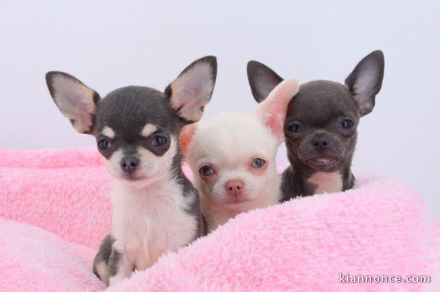 Chiot chihuahua femelle à céder
