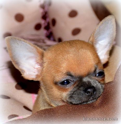 Chiot chihuahua femelle à céder
