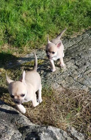 Chiot chihuahua femelle à céder