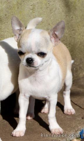 Chiot chihuahua femelle à céder