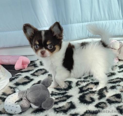 Chiot chihuahua femelle à céder