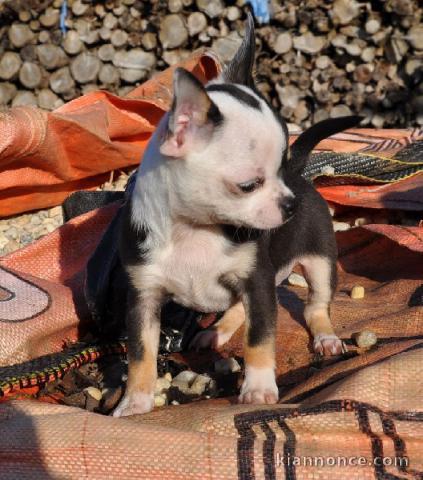 Chiot chihuahua femelle à céder