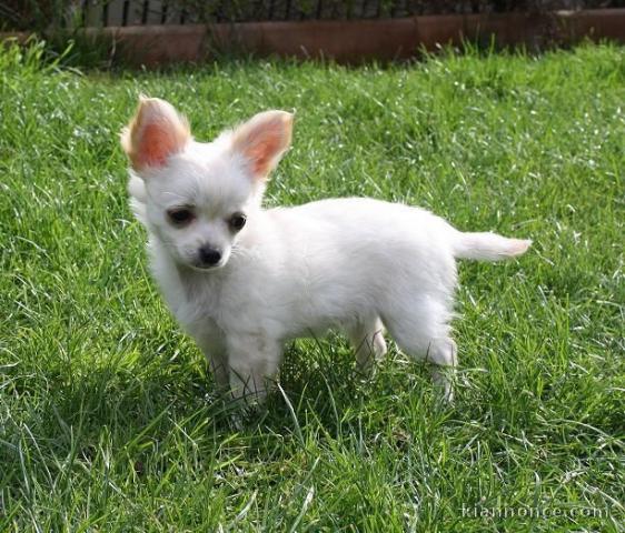 Chiot chihuahua femelle à céder