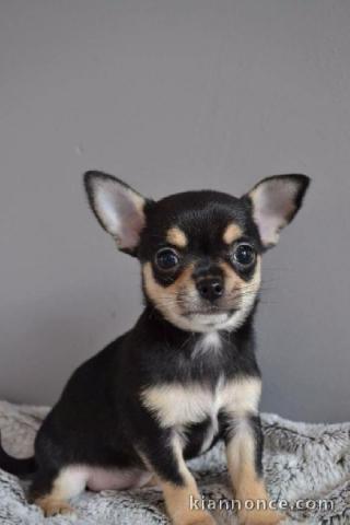 Chiot chihuahua femelle à céder