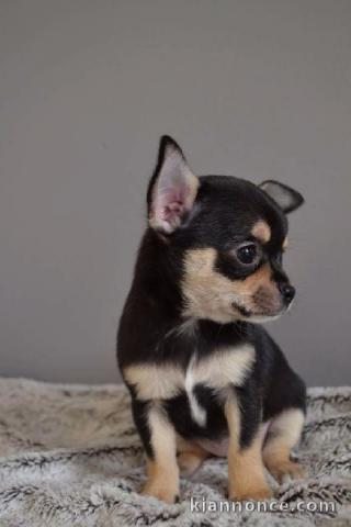 Chiot chihuahua femelle à céder