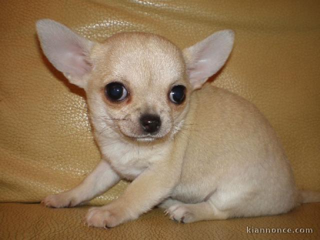 Chiot chihuahua femelle à céder