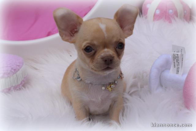 Chiot chihuahua femelle à céder