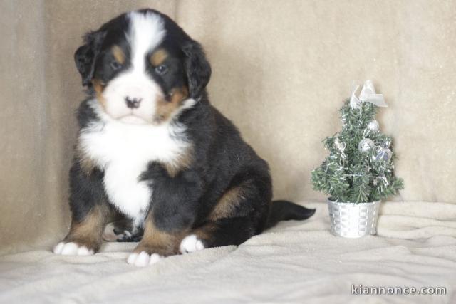 A donnez chiot magnifiques chiot bouvier bernois