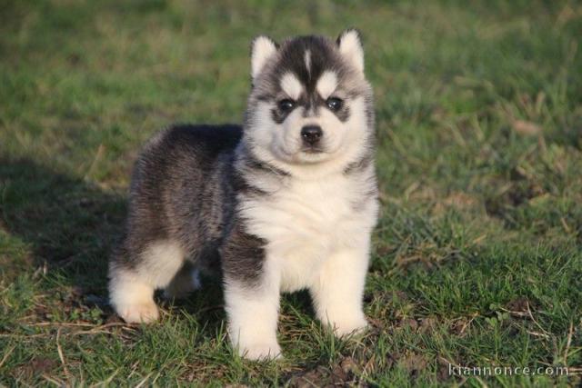A donner chiot husky siberian femelle yeux bleu