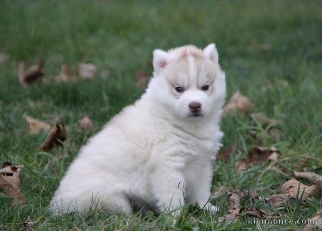 A donner chiot husky siberian femelle yeux bleu