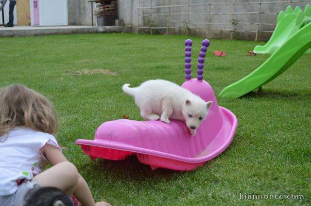 A donner chiot husky siberian femelle yeux bleu
