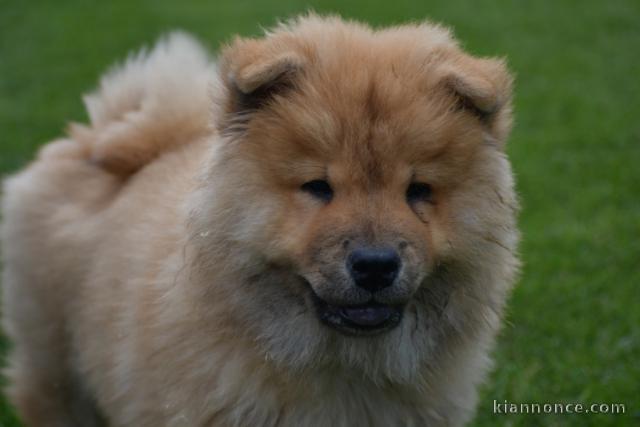 Chiot bb chow chow 3 mois pour adoption