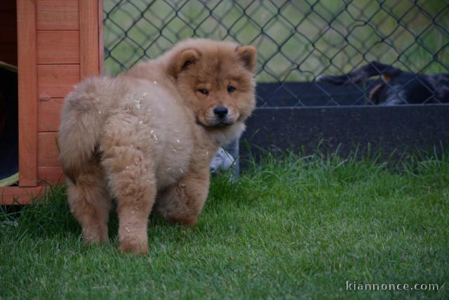 Chiot chow chow de 3 mois chercher foyer d\
