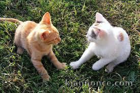 Magnific Chaton Bengal 