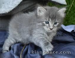 Chatons sibériens loof