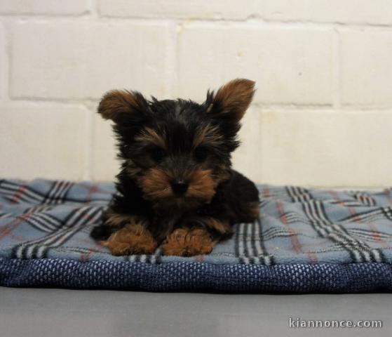 chiot yorkshire tres propre
