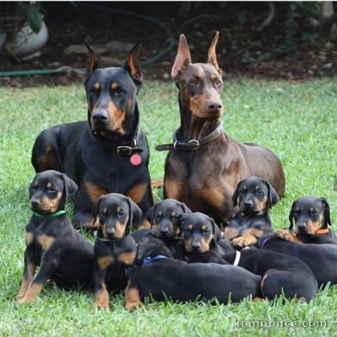 Chiot Dobermann Superbe