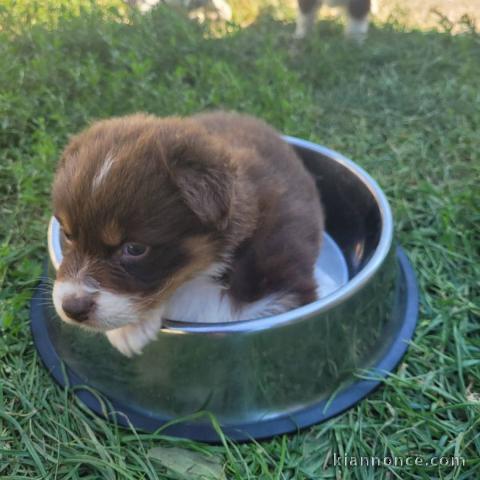 Magnifique Chiots Berger Australien Disponible