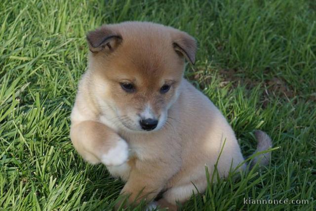 chiot shiba inu trois mois