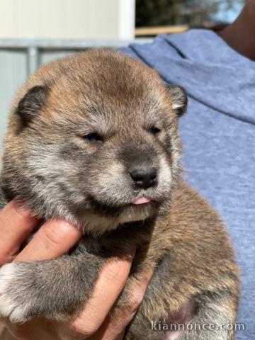 chiot shiba inu trois mois