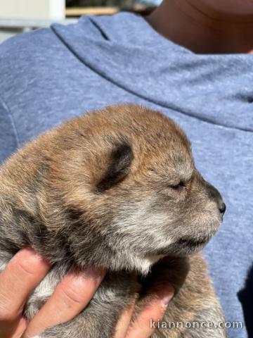 chiot shiba inu a adopter