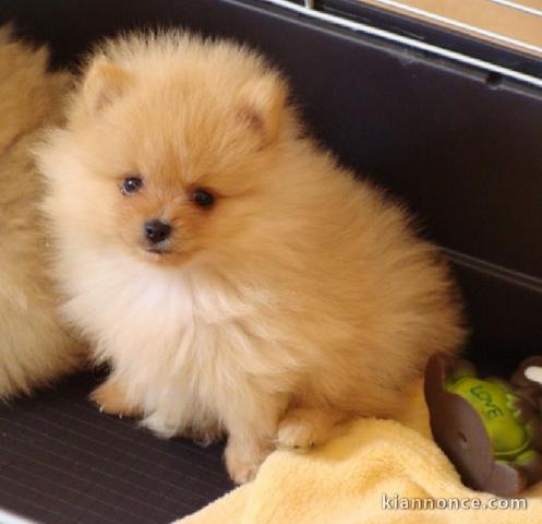 A adopté chiot spitz allemand femelle