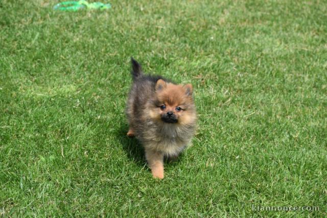 A adopté chiot spitz allemand femelle