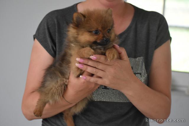 A adopté chiot spitz allemand femelle