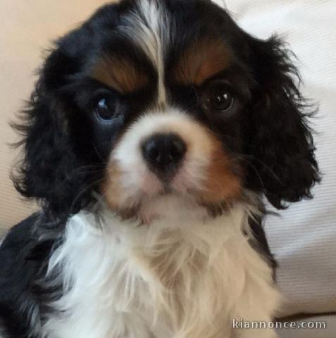 Donne femelle chiot cavalier king charles spaniel