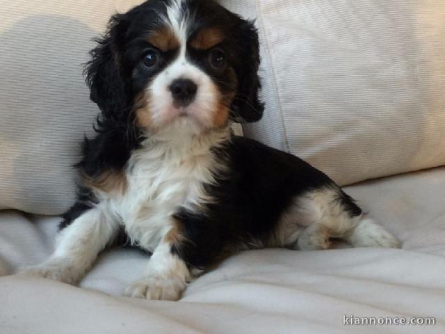 Donne femelle chiot cavalier king charles Spaniel