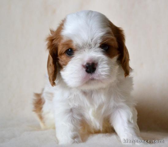 Donne femelle chiot cavalier king charles Spaniel