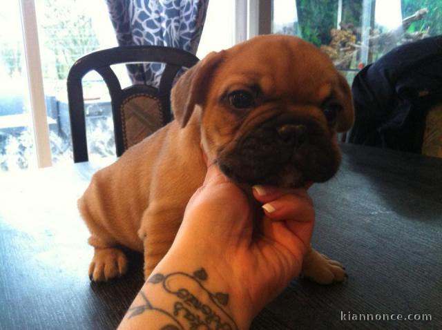 adorables chiots bouledogue français