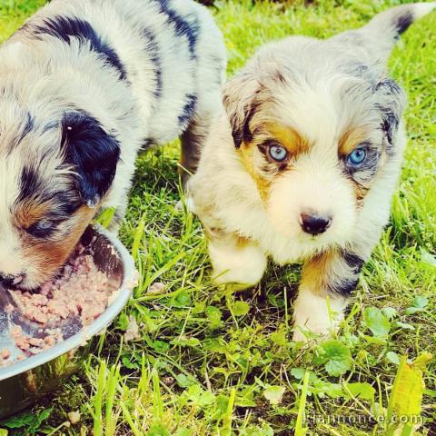 Chiots berger australien disponibles.