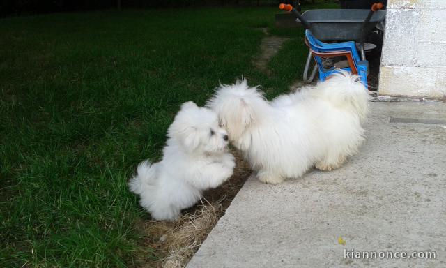 Chiot Coton de Tulear