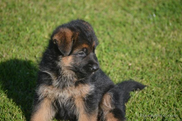Chiots berger allemand femelle/mâle agé 3 mois a donné