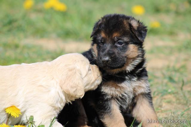 Chiots berger allemand femelle/mâle agé 3 mois a donné  Magnifiqu